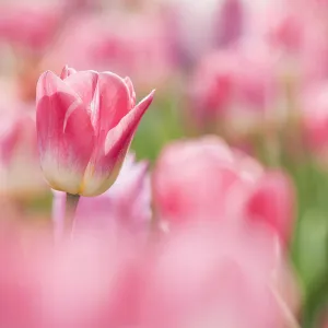 Tulips (Tulipa) cultivated, Schwerin, Germany