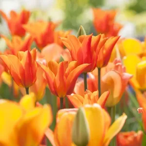 Tulips (Tulipa) Synaeda Orange, cultivated, Schwerin, Germany Tulips (Tulipa) Synaeda Orange, cultivated, Schwerin, Germany