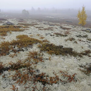 Tundra with Reindeer lichen / moss and a few small trees in mist, Forollhogna National Park