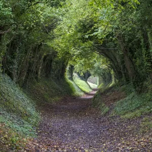 Tunnel of Trees Print, Halnaker Footpath Scene