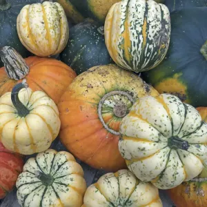 Turban squash (Cucurbita) and other mixed squashes Turban squash (Cucurbita) and other mixed squashes