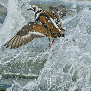 Turnstone (Arenaria interpres) in summer plumage, on Norfolk shoreline in breaking wave