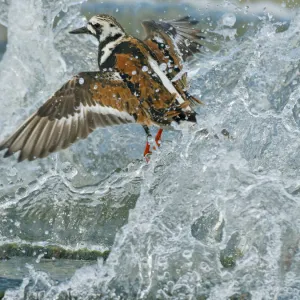 Turnstone (Arenaria interpres) in summer plumage, on Norfolk shoreline in breaking wave