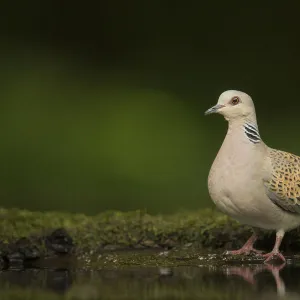 Turtle dove (Streptopelia turtur) standing at a drinking pool. Hungary. May