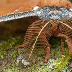 Tussah moth (Antheraea godmani) close-up of head and bipectinate antennae. Santa Clara