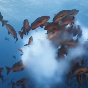 Twinspot snapper (Lutjanus bohar) shoal rushing up to spawn, releasing a cloud of