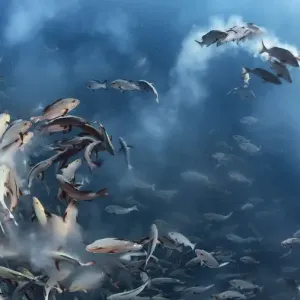 Twinspot snapper (Lutjanus bohar) engaged in a mass spawning aggregation early in the morning Twinspot snapper (Lutjanus bohar) engaged in a mass spawning aggregation early in the morning