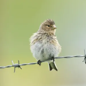 Twite (Carduelis / Acanthis flavirostris) resting on a barbed wire fence. Isle of Berneray Twite (Carduelis / Acanthis flavirostris) resting on a barbed wire fence. Isle of Berneray