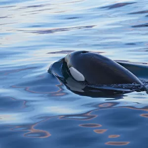 Type 1 North-east Atlantic Killer whale / Orca (Orcinus orca) surfacing, Snaefellsnes Peninsua