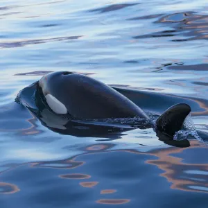 Ballena asesina del norte-este Atlántico tipo 1 / Orca (Orcinus orca) emergiendo, Península de Snaefellsnes. Ballena asesina del norte-este Atlántico tipo 1 / Orca (Orcinus orca) emergiendo, Península de Snaefellsnes.