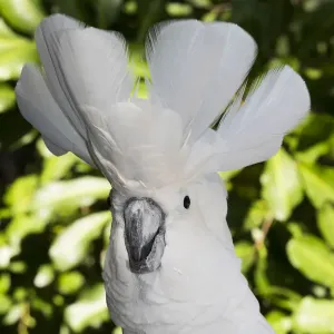 Captive Umbrella Cockatoo Print Captive Umbrella Cockatoo Print
