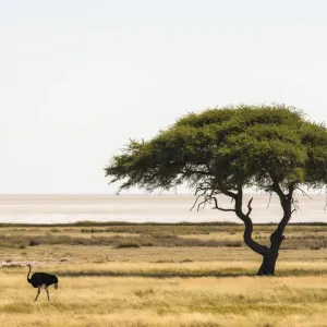 Umbrella Thorn Tree Print with Ostrich Umbrella Thorn Tree Print with Ostrich