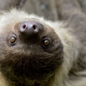 Unau / two-toed sloth (Choloepus didactylus) portrait, French Guiana