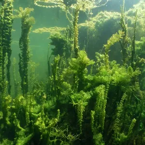 Vue sous-marine de plantes aquatiques dans un lac en forme d'oxbow de la rivière Aare, réserve naturelle Haftli, Buren an der Aare, Suisse. Vue sous-marine de plantes aquatiques dans un lac en forme d'oxbow de la rivière Aare, réserve naturelle Haftli, Buren an der Aare, Suisse.