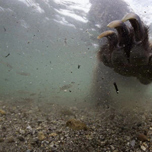 Underwater view of Brown bear (Ursus arctos) paw fishing for Sockeye salmon (Oncorhynchus