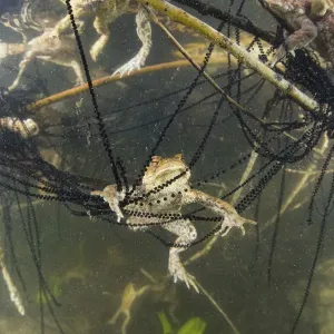 Toad and Toadspawn Underwater Print Toad and Toadspawn Underwater Print