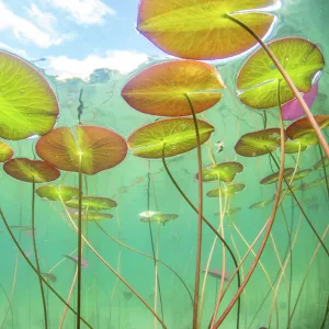 Underwater view of Waterlilies (Nymphaea alba) in a lake. Alps, Ain, France, June