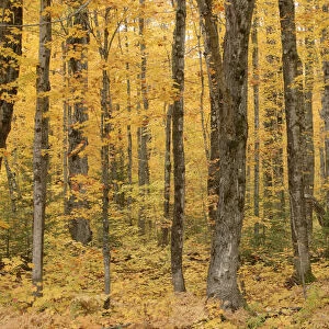 Upland Sugar Maple (Acer saccharum) forest in autumn, Porcupine Mountains State Park