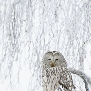 Ural Owl (Stix uralensis) perched in snowy tree, Kuusamo Finland February