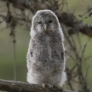Ural owl (Strix uralensis), juvenile, Finland, June Ural owl (Strix uralensis), juvenile, Finland, June