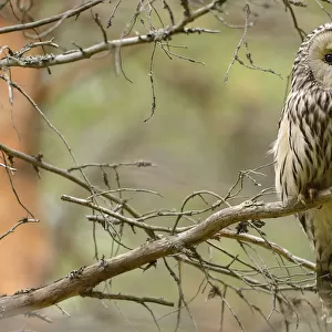 Ural owl (Strix uralensis) perched on branch, Greater Laponia Rewilding Area, Lapland