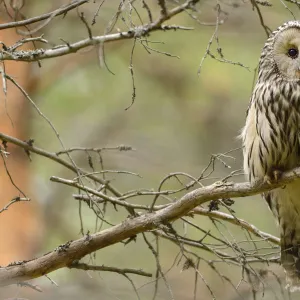 Ural owl (Strix uralensis) perched on branch, Greater Laponia Rewilding Area, Lapland