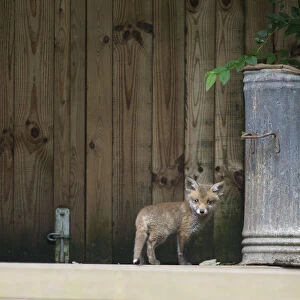 Urban Red fox (Vulpes vulpes) cub near rubbish bin, London, May