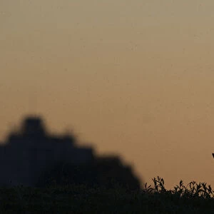 Urban Red fox (Vulpes vulpes) silhouetted at dusk, London, May