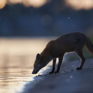 Urban Red fox (Vulpes vulpes) at waters edge, London, May