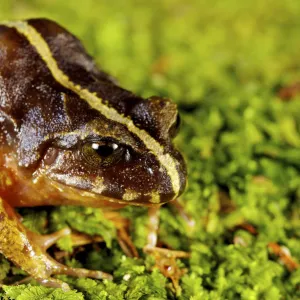 Valdivia Ground Frog 1+Eupsophus vertebralis+2 Oncol Park, Chile, January