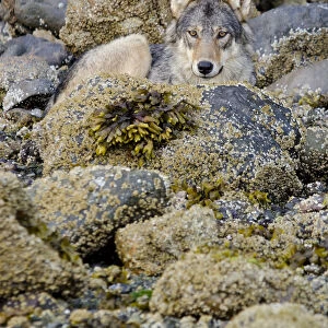 Vancouver Island grey wolf (Canis lupus crassodon) alpha female resting on the coast