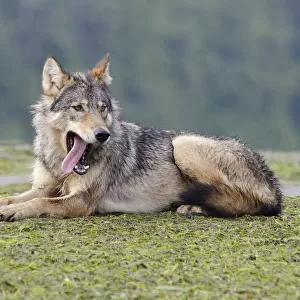 Vancouver Island Grey wolf (Canis lupus crassodon) alpha female yawning, Vancouver Island