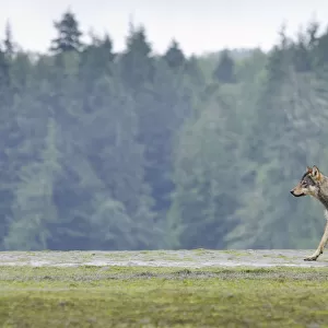 Vancouver Island Grey wolf (Canis lupus crassodon) in habitat, Vancouver Island, British Columbia