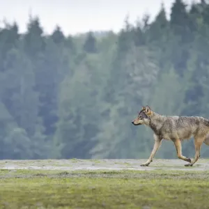 Vancouver Island Grey wolf (Canis lupus crassodon) in habitat, Vancouver Island, British Columbia Vancouver Island Grey wolf (Canis lupus crassodon) in habitat, Vancouver Island, British Columbia
