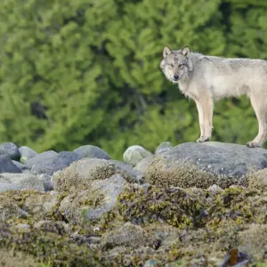 Vancouver Island Grey wolf Print Vancouver Island Grey wolf Print