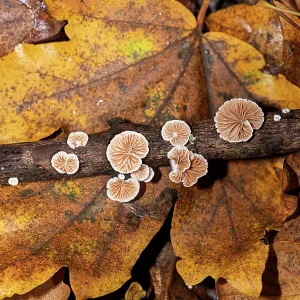 Variable oysterling print on Field maple twig Variable oysterling print on Field maple twig