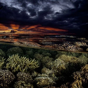 Various hard corals at sunset, Moorea, French Polynesia, Pacific Ocean