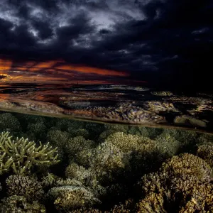 Various hard corals at sunset, Moorea, French Polynesia, Pacific Ocean