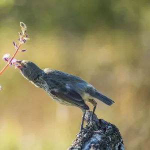 Vegetarian finch (Platyspiza crassirostris) snips petals from a hardy vine