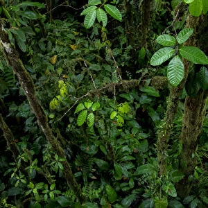Vegetation in the Choco Rainforest, Mashpi, Pichincha, Ecuador, November 2016