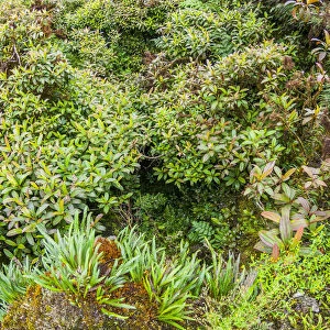 Vegetation in Miconika zone, Santa Cruz Highlands, Galapagos