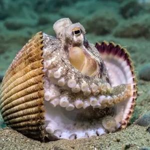 Veined octopus between clam shell halves Print Veined octopus between clam shell halves Print