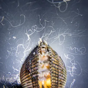 Veined octopus (Amphioctopus marginatus) sheltering in an old clam shell Veined octopus (Amphioctopus marginatus) sheltering in an old clam shell