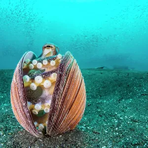 Veined octopus (Amphioctopus marginatus) shelters inside an old clam shell, with silver-sides in the water above. Bitung, North Sulawesi, Indonesia. Lembeh Strait, Molucca Sea Veined octopus (Amphioctopus marginatus) shelters inside an old clam shell, with silver-sides in the water above. Bitung, North Sulawesi, Indonesia. Lembeh Strait, Molucca Sea