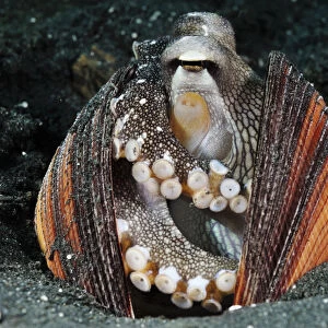 Veined Octopus, Coconut Octopus (Amphioctopus marginatus, formerly Octopus marginatus)