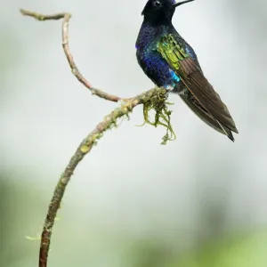 Velvet-purple coronet (Boissonneaua jardini) perched on twig, Mashpi, Pichincha, Ecuador Velvet-purple coronet (Boissonneaua jardini) perched on twig, Mashpi, Pichincha, Ecuador
