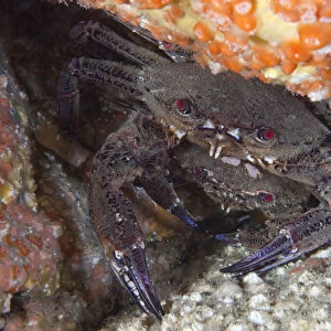 Velvet Swimming Crab (Necora / Liocarcinus puber) male guarding female. Gouliot Caves