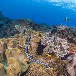 A venomous Banded sea krait / Yellow-lipped sea krait (Laticauda colubrina) swimming over a coral reef, Nusa Penida, Bali, Indonesia, Pacific Ocean