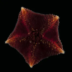 Ventral view of deepsea benthic Asteroid / Seastar (Hymenaster sp) from mid atlantic ridge