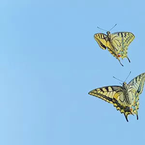 Ventral view of Swallowtail butterfly (Papilio machaon), male and female, in flight. The Netherlands. July